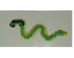 More beads on wax squiggle
